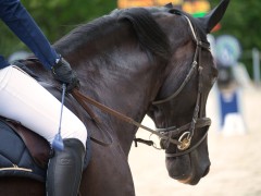 Philipp Schober und der Erfolg im Reitsport